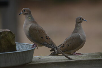 Dove impass