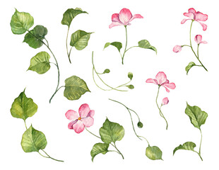 Big set with watercolor botanical illustrations isolated on white background. Hand painted pink flowers and green leaves