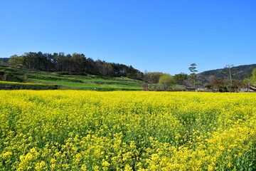 Obraz premium 회룡포 유채꽃