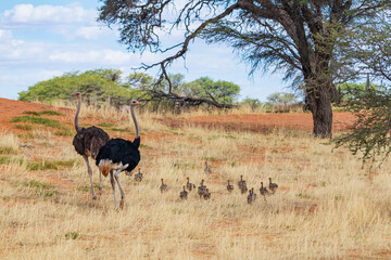 Naklejka premium Strauss