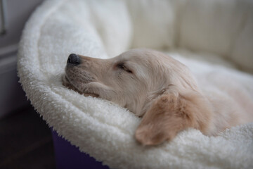 Beautiful golden retriever puppy sleeping in basket