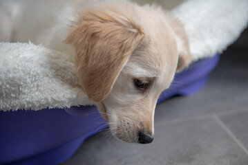 Golden Retriever puppy looking upset and sad in basket
