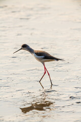 One Common redshank bird searching for food on mud flats in sunrise