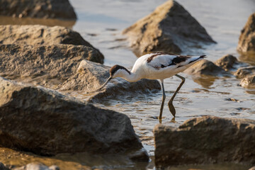 One Common redshank bird searching for food on mud flats in sunrise