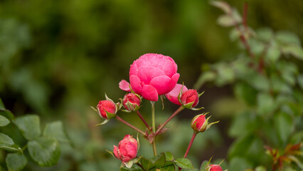 Rose garden. Beautiful blooming bush pink roses in lush greenery. Rose flower outdoor shot image. Roses for Valentine Day.