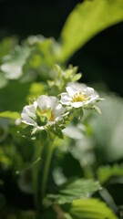 Strawberries bloom in summer. White beautiful flowers.