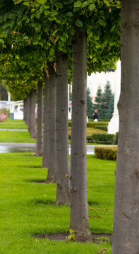 Trees alignement in beautiful park. Landscape design