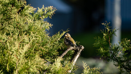 European greenfinch (Chloris chloris) on a branch in the forest. Nice nature set-up 