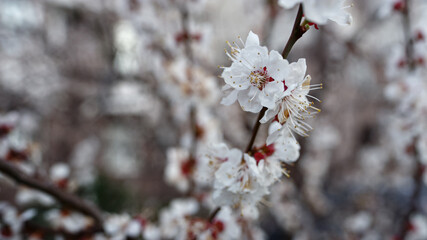 Spring cherry branch growing at springtime. White flowers on cherry tree