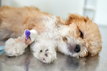 An illness maltipoo puppy lies on a table in a veterinary clinic with a catheter in its paw, through which medicine is delivered. Close-up, selective focus