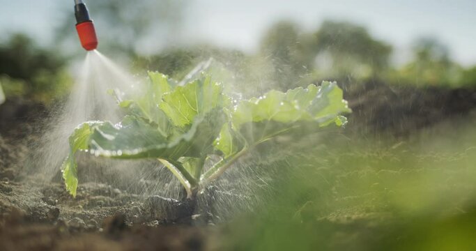 Closeup shot: Processing cabbage sprouts with pesticides. Slow motion 4k video