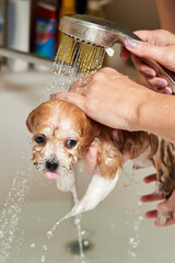 A girl bathes a Maltipoo puppy in the bathroom. Close-up, selective focus