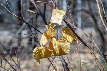Young forest along the river Danube in the autumn part of the year.