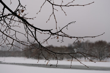 a branch in the Moscow winter park