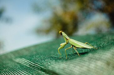 Mantis Close Up Insect Green Summer Hide