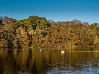 Swan Pond Culzean Castle Ayrshire