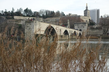 Vue du pont d'Avignon à travers les joncs de la rive