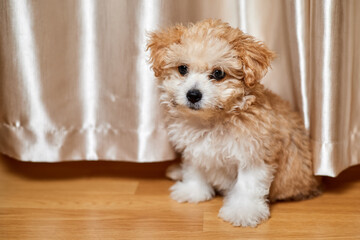 Maltipoo puppy is sitting on the floor. Close-up, selective focus