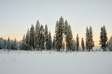 winter forest in the snow at the sunrise in Ukrainian Carphatians