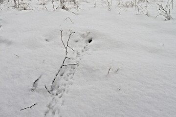 Mauseloch im Schnee mit Trittspuren