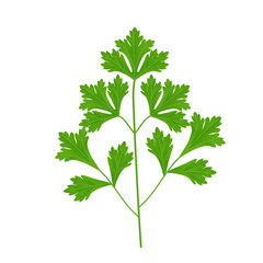 Green sprig of parsley, seasoning, herb for cooking.