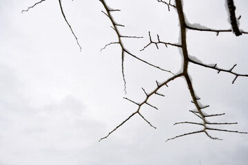 tree branches covered with snow