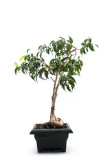 Closeup of ficus retusa bonsai in a green pot on white background