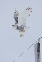 Snowy owl in winter