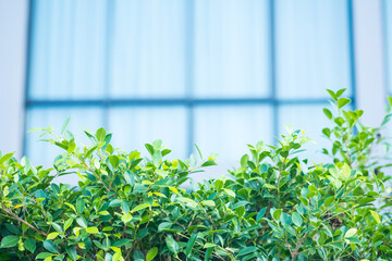 Green bush in front of home