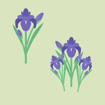 11 434 Best 菖蒲 Images Stock Photos Vectors Adobe Stock