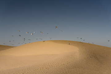 sand dunes in the desert with flock of birds in Dubai 