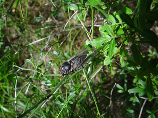 a cicada is sitting on a branch.cicada close-up.