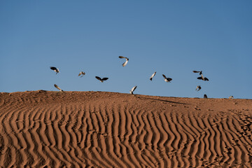 flock of birds in the desert of Dubai 