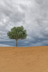 tree in desert with cloudy sky 