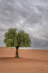 tree in the desert of Dubai 