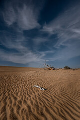sand dunes and sky with animal remains and dead tree in Dubai