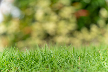 summer nature green grass with green and yellow bokeh bakcground. blurred background