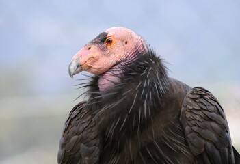 Closeup of condor bird