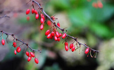 Red barberry