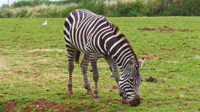 A single zebra eating grass on a field.