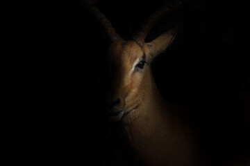 dramatic portrait  of an antelope in Africa, isolated on black - obrazy, fototapety, plakaty