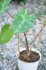 Colocasia esculenta, Lemon Lime Gecko or Colocasia