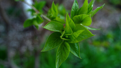 Green leaf blooming trees in forest. Green plants in spring garden.