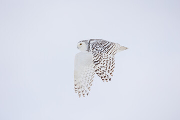 Snowy owl in winter