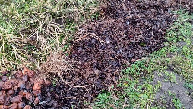 Compost pit in the garden, useful fertilizer and eco-friendly fertilizer for plants