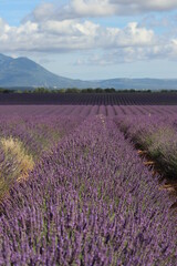 Fototapeta na wymiar Provence alignement lavande