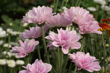 Bush of beautiful pink chrysanthemum flowers blooms in the garden.