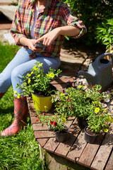 Fototapeta premium Woman taking pictures with cellphone of the flowers petunia she planted