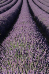 Obraz premium lavander