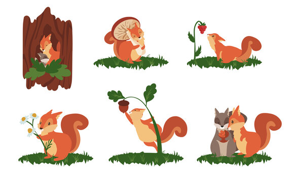 Cartoon squirrel scenes. Cute wild animal in different poses, jump play and sleep, wildlife funny squirrel. Vector set